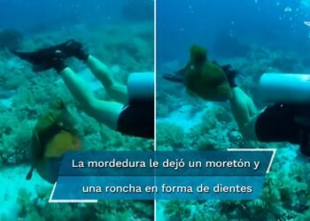 “Pensé que me rompería la piel”: Buzo cuenta cómo fue mordido por un pez con dientes humanos