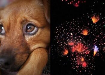 Aumentan reportes de mascotas extraviadas en Hermosillo por pirotecnia