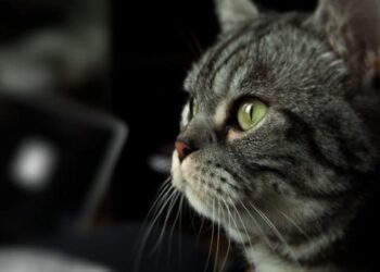 Confirman caso de rabia transmitida de gato a ser humano en Nayarit