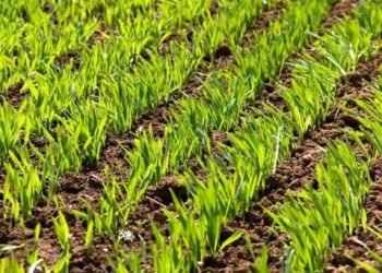 Sequía en Sonora; continúa amenaza a cultivos pese a lluvias