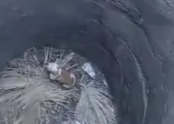 Rescatan a perrita que cayó en un pozo de 10 metros de profundidad
