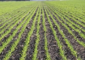 Sembrarán sólo el 55% de la superficie del Valle del Mayo por falta de agua