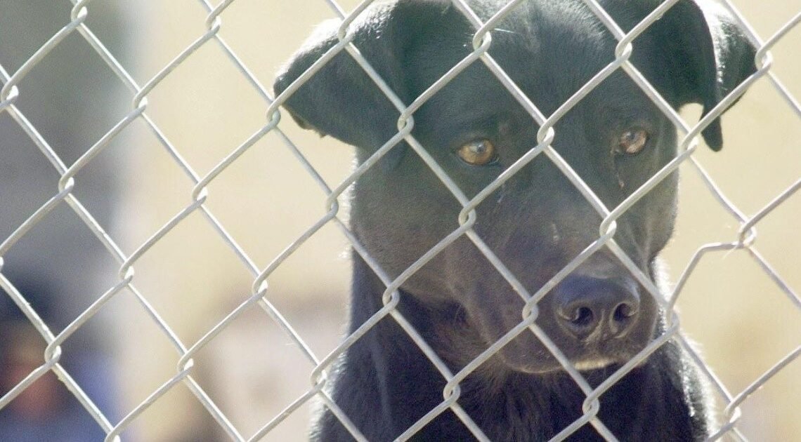 100% de animales domésticos en Bahía de Kino están vacunados contra la rabia: Salud Sonora