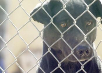 100% de animales domésticos en Bahía de Kino están vacunados contra la rabia: Salud Sonora