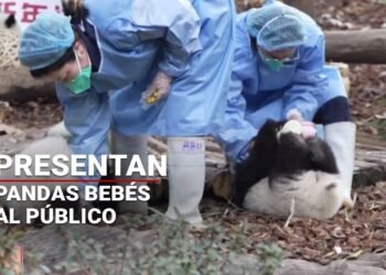 ¡Ternura infinita! Presentan al público a los pandas BEBÉS gigantes🐼