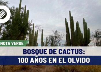 Bosque de cactus entre Hermosillo y Bahía de Kino, con más de 100 años en el olvido: Biólogo
