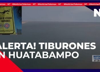 ¡ALERTA! HAY TIBURONES EN HUATABAMPO