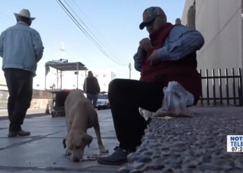 Labor por amor: TAXISTA hermosillense ALIMENTA a PERROS CALLEJEROS que se encuentra en su ruta
