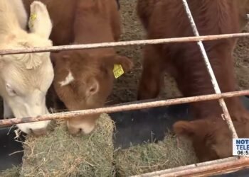 Lluvias recientes garantizarán pasto verde para el ganado hasta la primavera