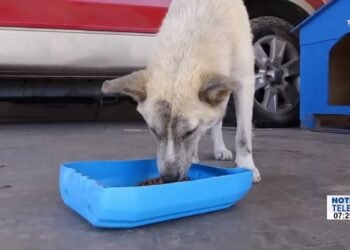 Una caja de cartón puede ser el refugio para un perrito en estas temperaturas