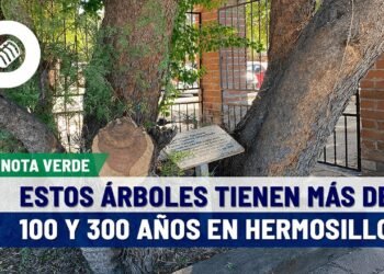 3 árboles con más edad en Hermosillo: palo fierro de 322 años, huanacaxtle de 128 y uvalama de 100
