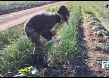 4 mil hectáreas fueron afectadas por las bajas temperaturas