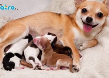 Los Dientes Y Los Perros | ForoCuatroTV