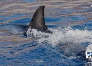 Pescadores de Guaymas reciben capacitación de cómo actuar ante tiburones