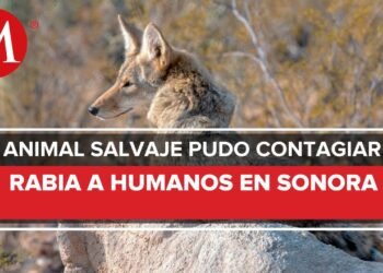 En Sonora, aíslan a 9 personas que tuvieron contacto con animal con rabia
