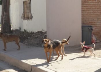 Hermosillenses están preocupados por rabia en Kino
