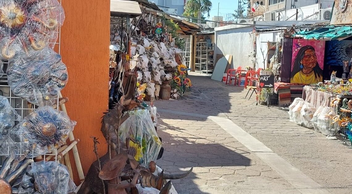 Logran sobrevivir ‘curious’ de Nogales pese a la adversidad Logran sobrevivir ‘curious’ de Nogales pese a la adversidad
