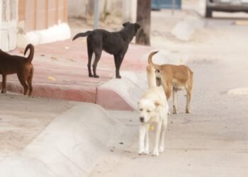 Vacunas contra la Rabia en humanos son totalmente efectivas: Infectólogo