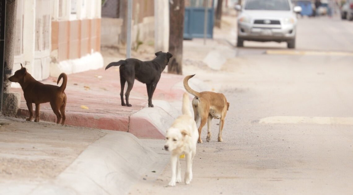 Requiere Hermosillo más vacunas contra rabia animal Requiere Hermosillo más vacunas contra rabia animal
