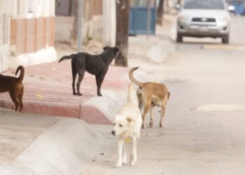 Requiere Hermosillo más vacunas contra rabia animal