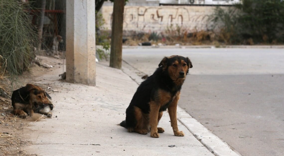 En Hermosillo hay 300 mil perros y gatos; 40% son callejeros En Hermosillo hay 300 mil perros y gatos; 40% son callejeros