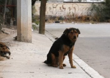 En Hermosillo hay 300 mil perros y gatos; 40% son callejeros