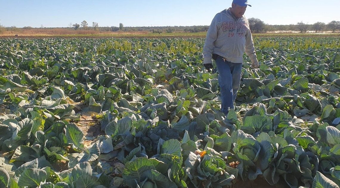 Bajas temperaturas no afectan cultivos de repollo y lechuga