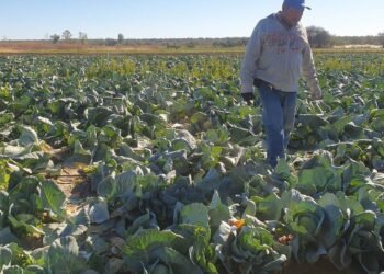 Bajas temperaturas no afectan cultivos de repollo y lechuga