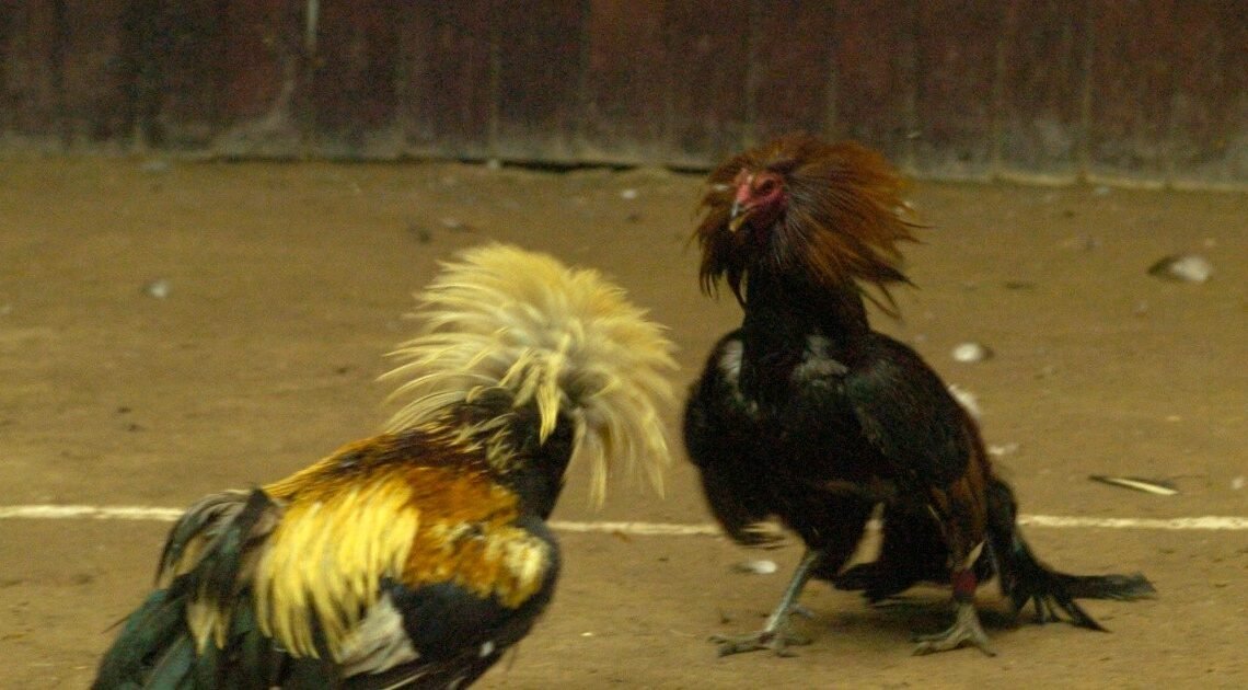 Al cancelar peleas de gallos en palenque de la ExpoGan se busca fomentar ambiente familiar: UGRS