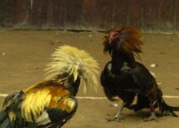 Al cancelar peleas de gallos en palenque de la ExpoGan se busca fomentar ambiente familiar: UGRS