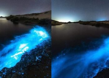 Fenómeno de bioluminicencia se dio en la playa de Sonora