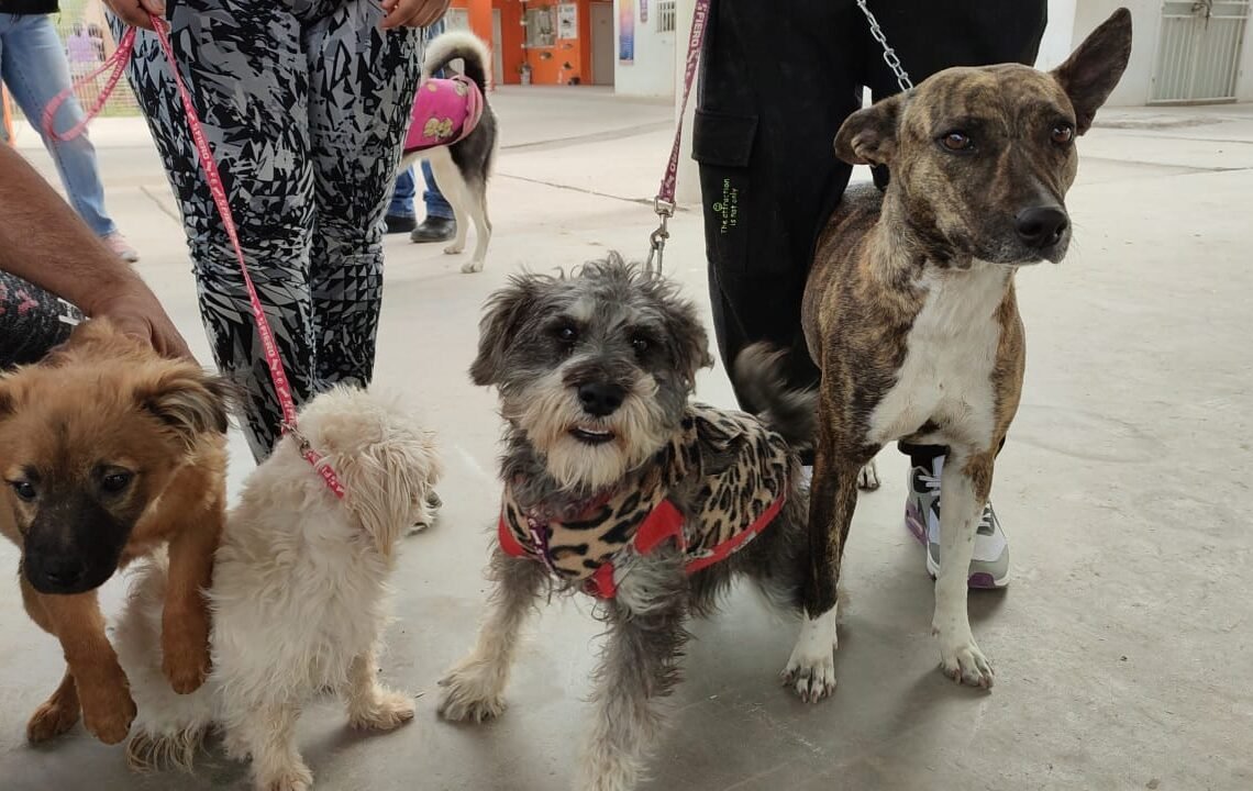 Perros y Gatos reciben servicio de vacunación y esterilización