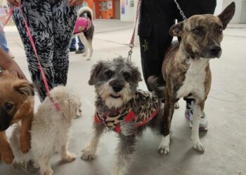 Perros y Gatos reciben servicio de vacunación y esterilización