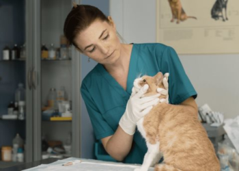 Buscan creación de clínica veterinaria pública en Hermosillo