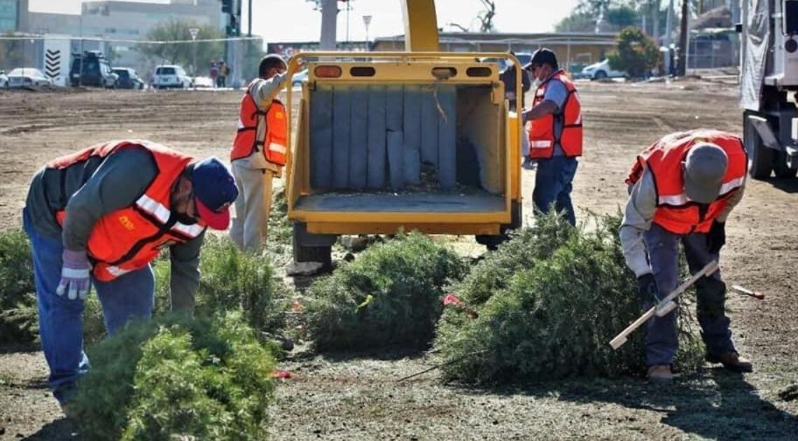 Abren centro de acopio para pinos naturales usados por Navidad