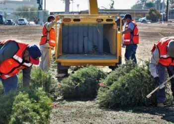 Abren centro de acopio para pinos naturales usados por Navidad