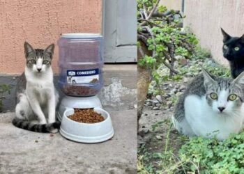 Cobach Villa de Seris brinda hogar a gatos callejeros