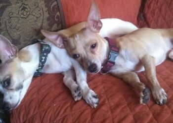 Aumentan ventas de relajantes para perros a fin de año