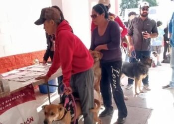 Responden hermosillenses a jornada de vacunación canina y felina