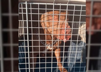Perro pitbull que atacó a policía está en rehabilitación