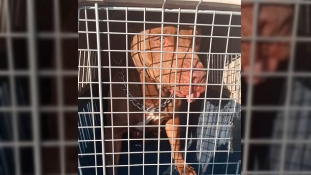 Perro pitbull que atacó a policía está en rehabilitación Perro pitbull que atacó a policía está en rehabilitación