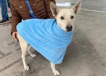 Multas en Hermosillo por cuidado irresponsable de mascotas