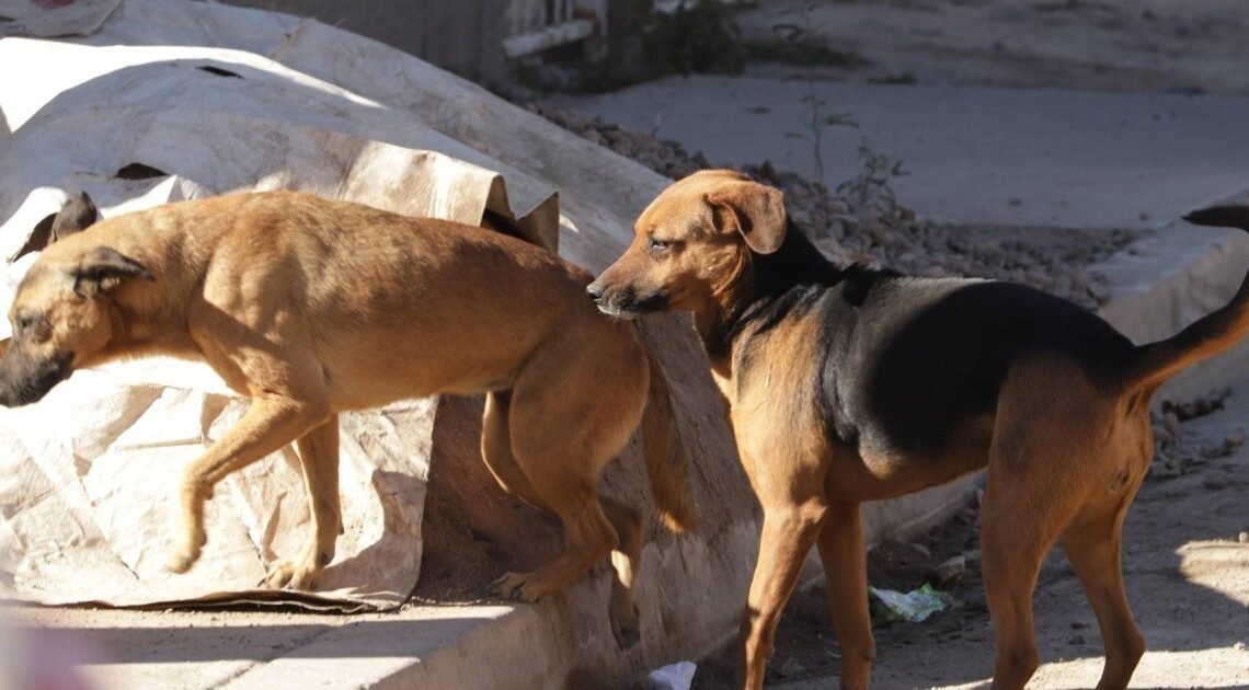 Hermosillo: Reportan perros envenenados en campo pesquero