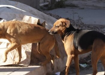 Hermosillo: Reportan perros envenenados en campo pesquero