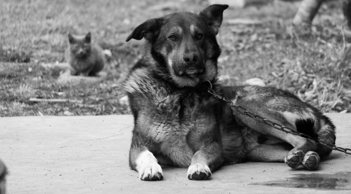 Denuncian a hombre por maltrato animal en Hermosillo por tener amarrado a su perro: “Es muy bravo”