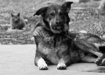 Denuncian a hombre por maltrato animal en Hermosillo por tener amarrado a su perro: “Es muy bravo”