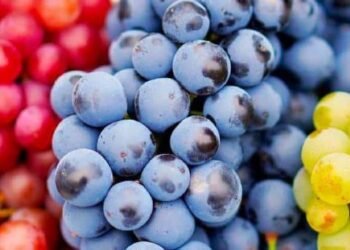 Precio de la uva se dispara previo al brindis de fin de año