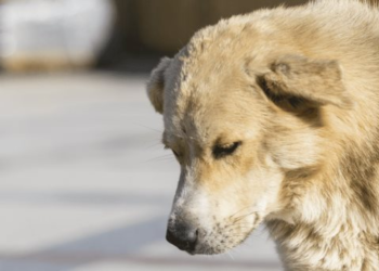 Recomendaciones para cuidar a tu mascota del calor