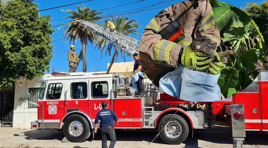 Gatita embarazada atrapada en una palmera por cuatro días, es rescatada por bomberos de Hermosillo Gatita embarazada atrapada en una palmera por cuatro días, es rescatada por bomberos de Hermosillo