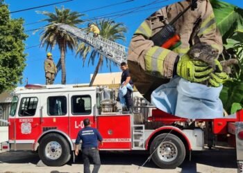 Gatita embarazada atrapada en una palmera por cuatro días, es rescatada por bomberos de Hermosillo